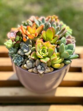 Beautiful Succulent Arrangement in Blush Pink Ceramic Pot